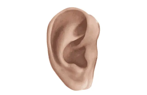 Artificial Ear: Types, Designs, Surgery & Cosmetic Solutions